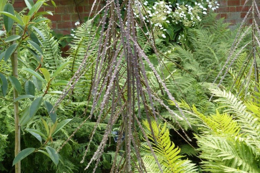 cultiver un Pseudopanax en pot