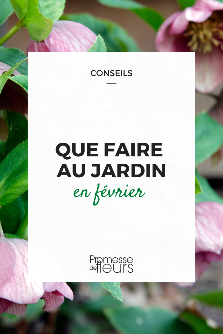 Comment faire des graines de courges maison ? - Blog Promesse de fleurs