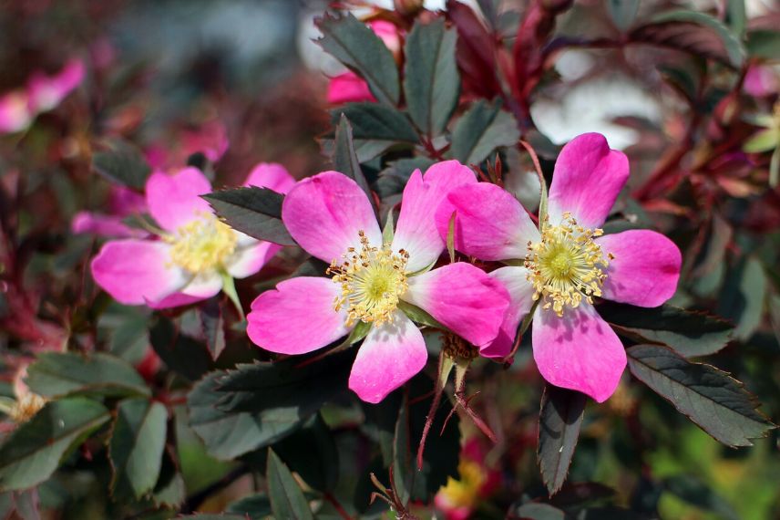 rosier glauca petites fleurs