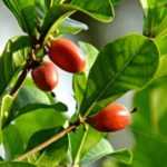 Le Synsepalum dulcificum ou "fruit miracle" : des baies rouges surprenantes !