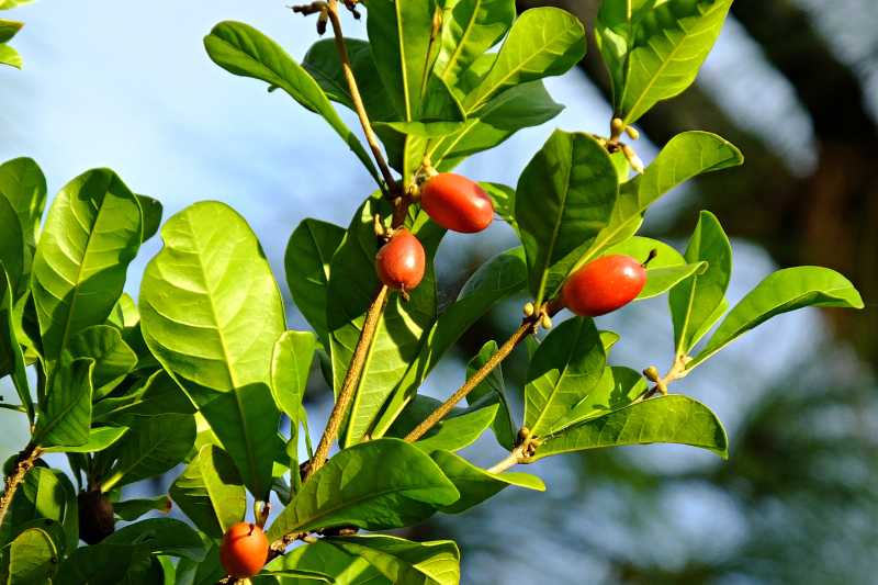 Le Synsepalum dulcificum ou fruit miracle : des baies rouges surprenantes  ! - Blog Promesse de fleurs