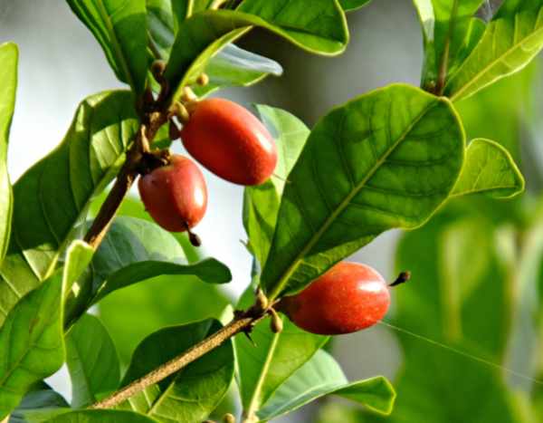 Le Synsepalum dulcificum ou fruit miracle : des baies rouges surprenantes  ! - Blog Promesse de fleurs