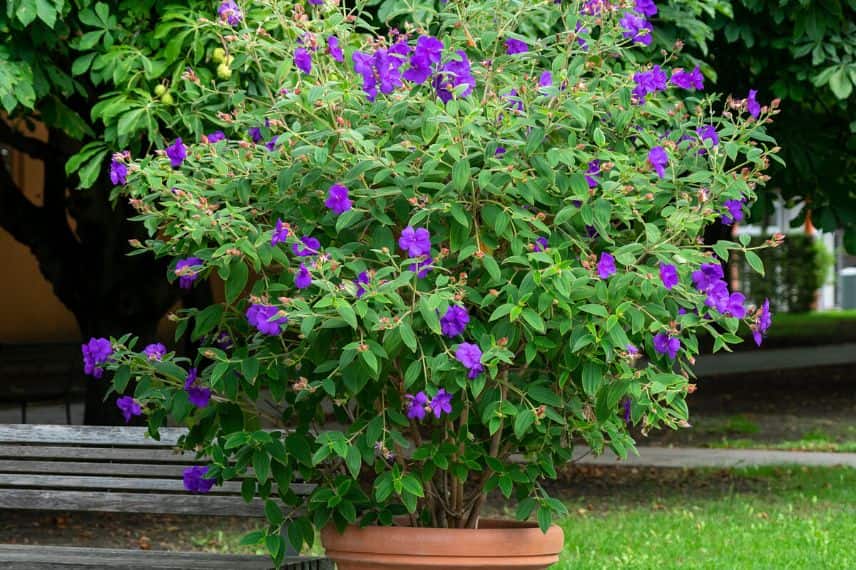 cultiver un TIBOUCHINA en pot