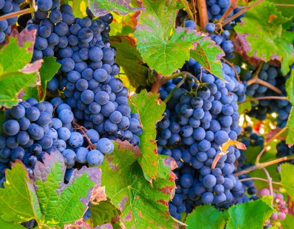 Taille de la vigne : un geste essentiel pour des raisins abondants