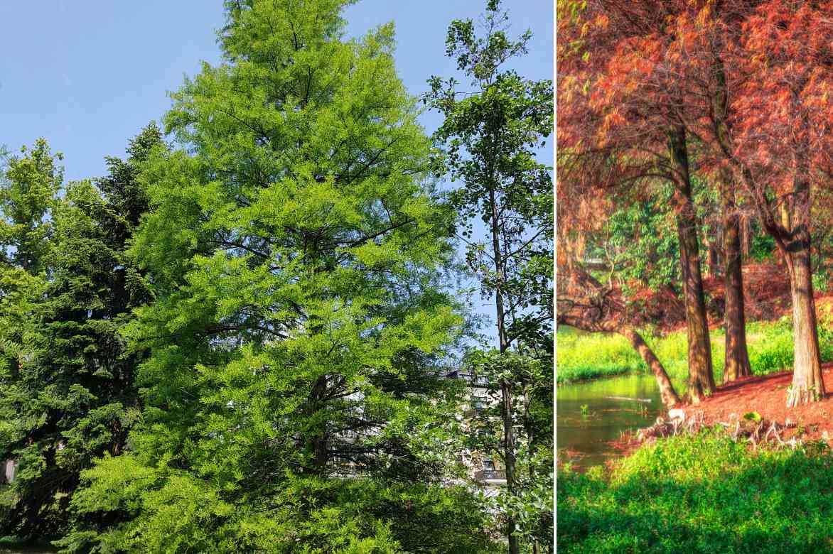 Taxodium plantation entretien culture, Cypres chauve