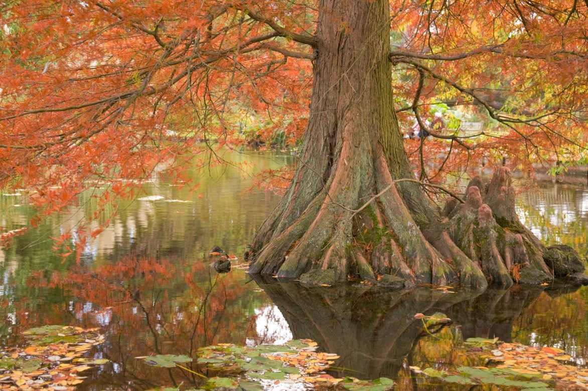 Taxodium plantation entretien culture, Cypres chauve