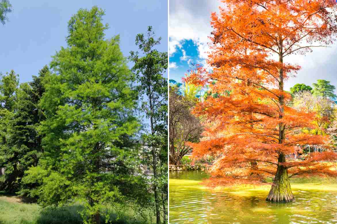 Taxodium plantation entretien culture, Cypres chauve