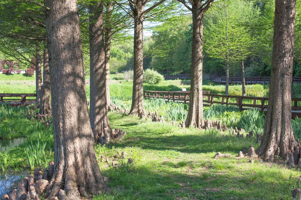 Taxodium plantation entretien culture, Cypres chauve