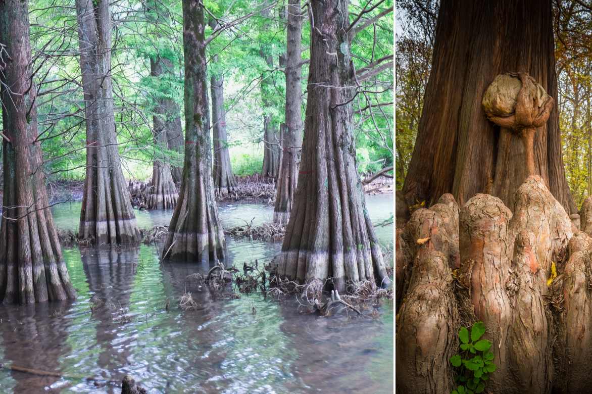 Taxodium plantation entretien culture, Cypres chauve