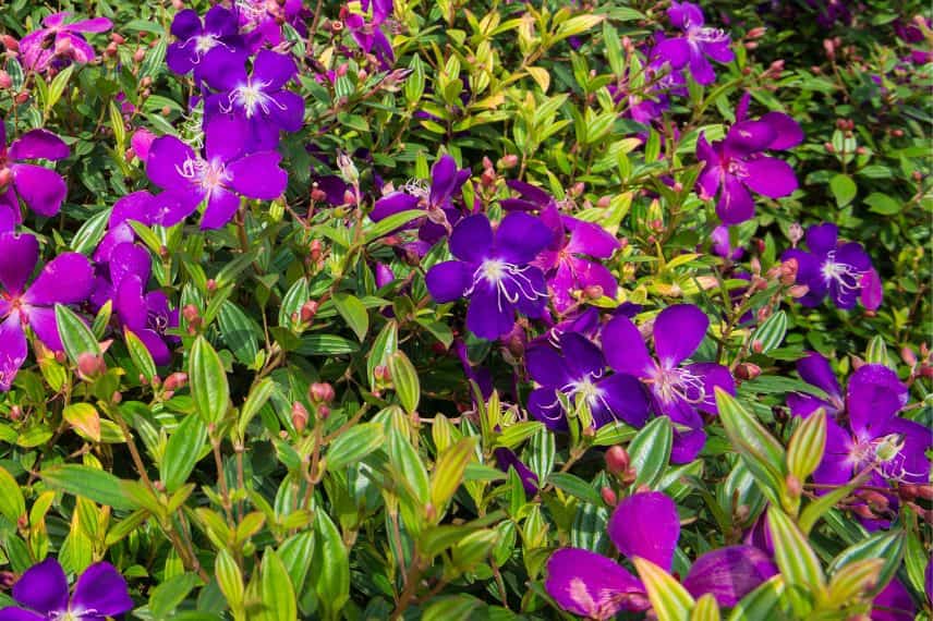 planter un Tibouchina en pot