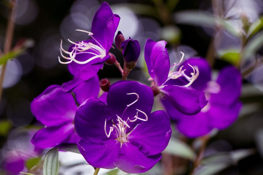 cultiver un Tibouchina en pot