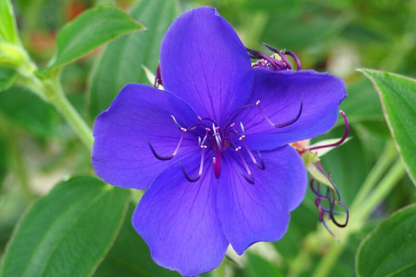 cultiver en pot le Tibouchina urvilleana