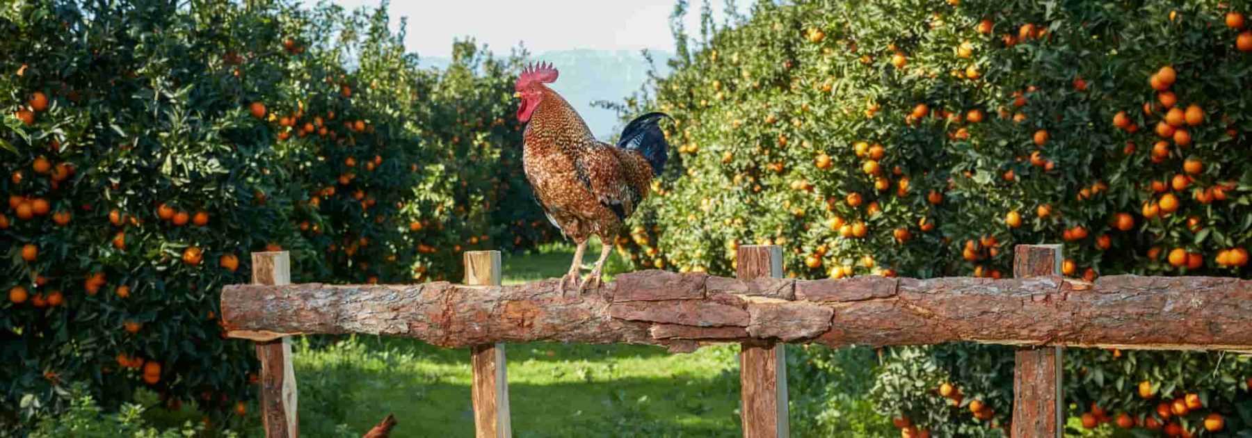 Quel agrume planter selon votre région ?