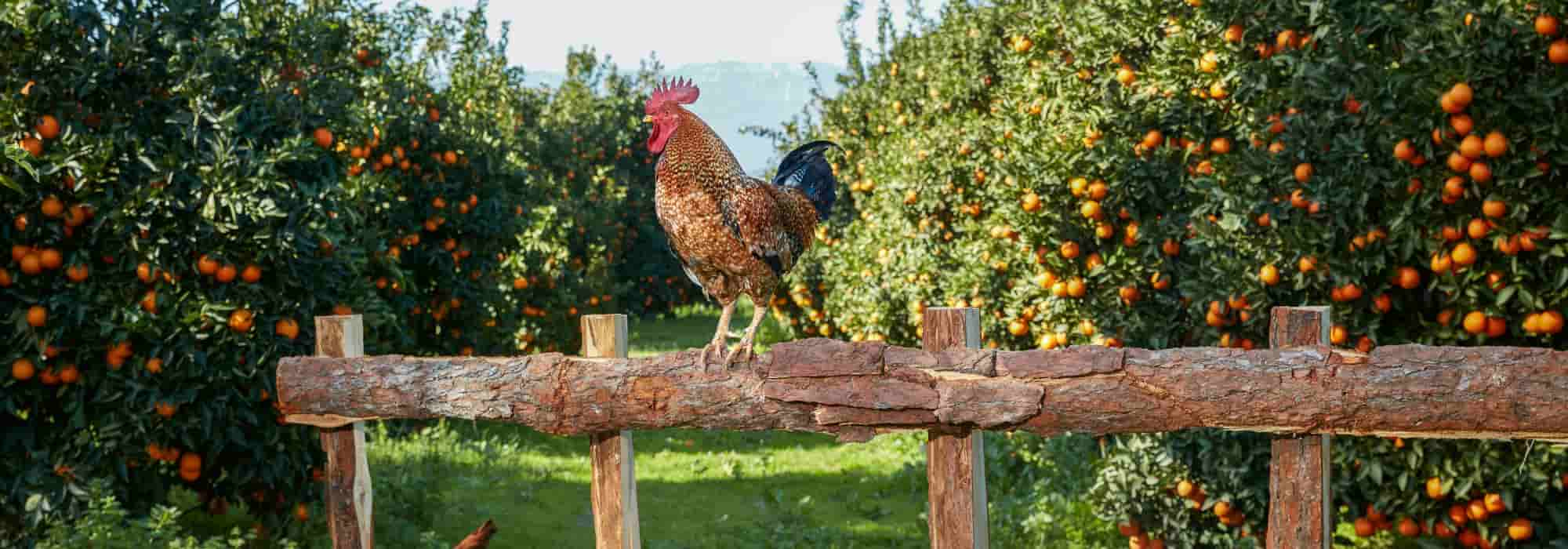 Housse pour votre citronnier, oranger, agrumes un abri pour les protéger en  hiver dans votre jardin contre le gel