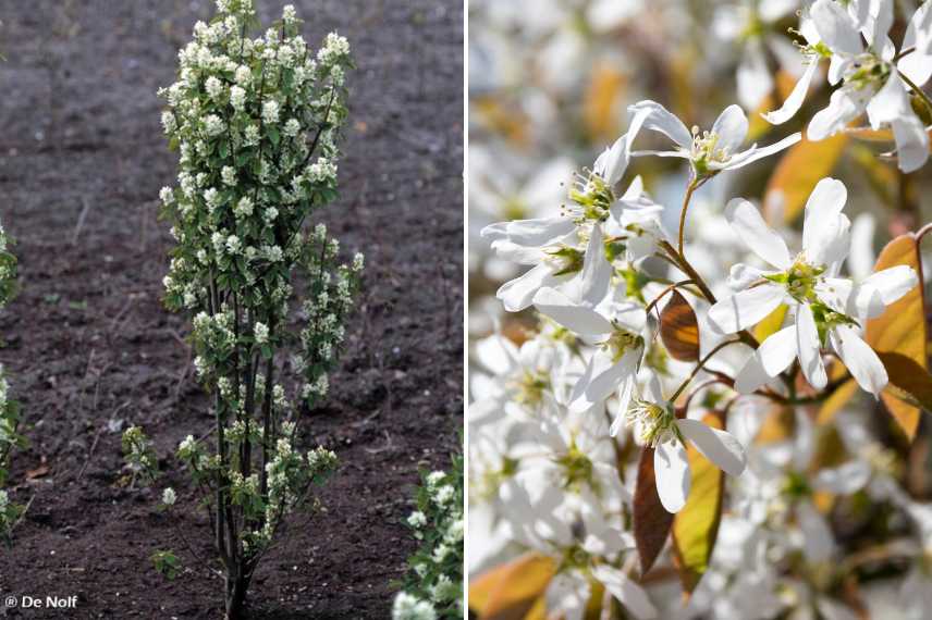 Cultiver un Amelanchier en pot, quel Amelanchier pour bac, Amelanchier pour terrasse