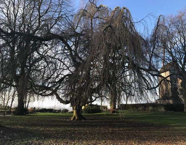L'arbre de l'année 2022 : le Hêtre pleureur de Cassel (Hauts-de-France)
