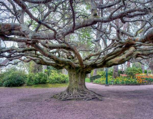 Tourisme végétal : des arbres remarquables à voir en Normandie