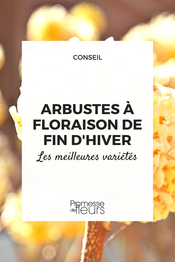 arbustes floraison fin hiver