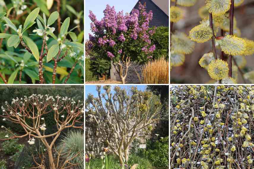 plantes belles toute l'année, jardin beau toute l annee, plantes arbustes vivaces beaux toute l'annee