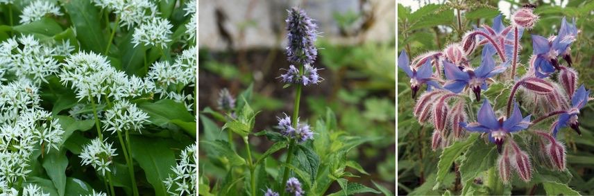 condimentaires : ail des ours, agastache et bourrache