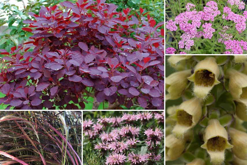 Agapanthe 'Flower of Love', Géranium vivace 'Blue Sunrise', Cotinus coggygria 'Golden Lady', Carex flacca 'Blue Zinger' et Eryngium planum 'Neptune's Gold' 