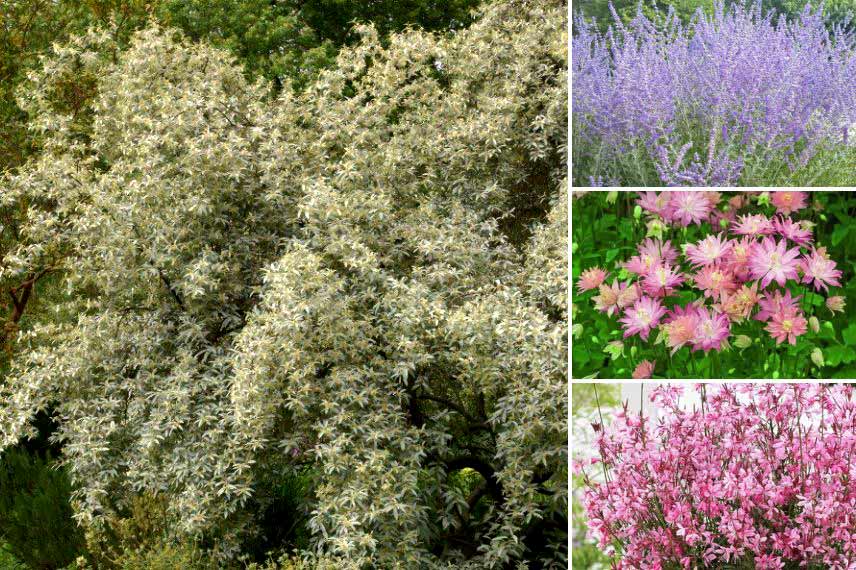 Associer l'Eléagnus dans un massif fleuri