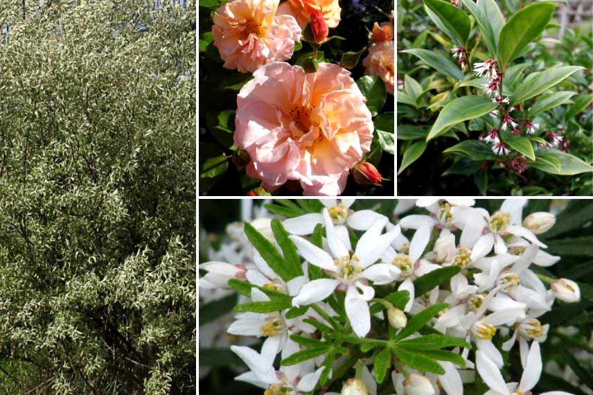 Associer l'Eléagnus dans un massif parfumé