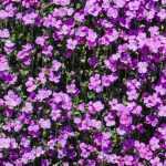 Aubriète : les 7 plus belles variétés