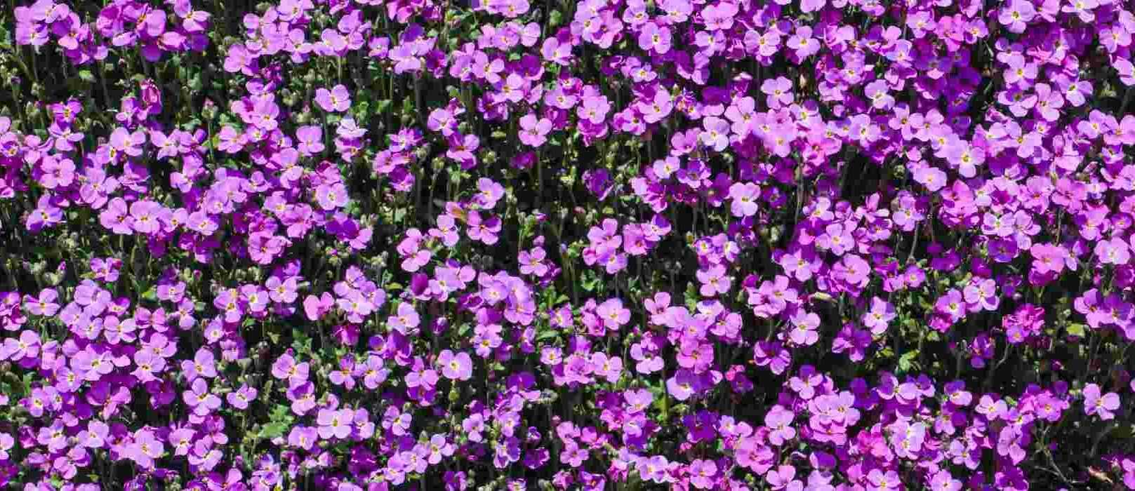 Aubriète : les 7 plus belles variétés