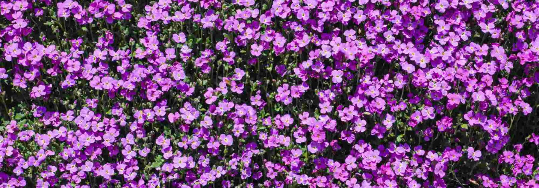 Aubriète : les 7 plus belles variétés