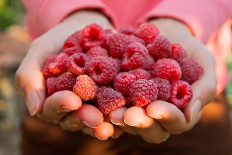 La framboise, tout ce qu'il faut savoir - Blog mon-marché.fr