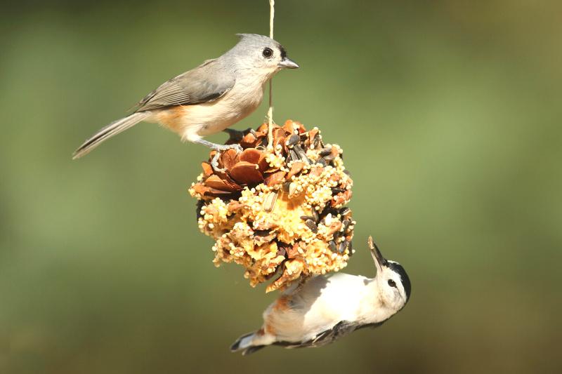 Mangeoire à graines d'arachides et de tournesol pour oiseaux du jardin