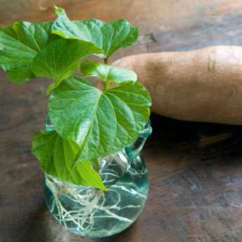 Comment faire germer et bouturer les patates douces ?