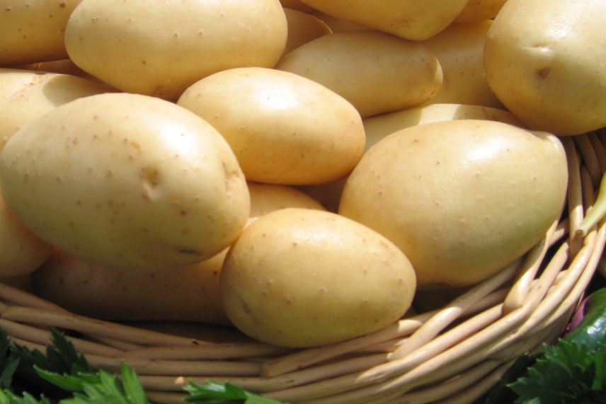 Les pommes de terre pour les frites