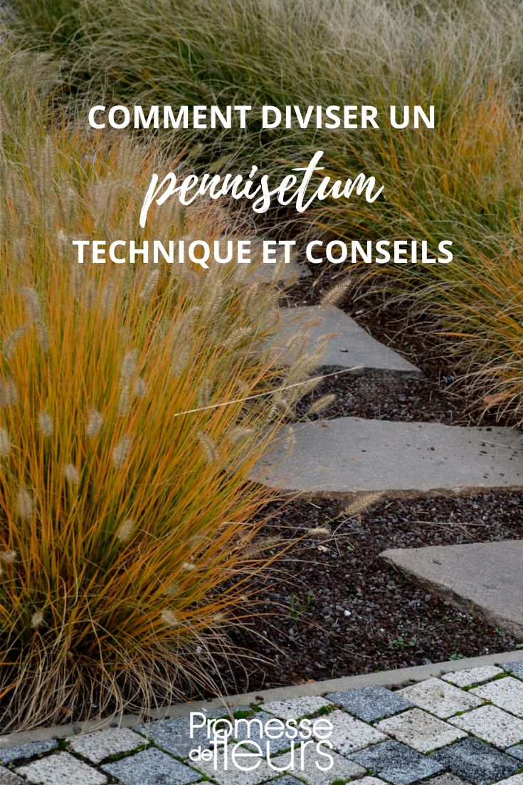 comment diviser un pennisetum