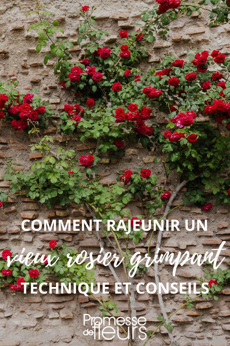 Comment choisir ses gants de jardinage ? - Promesse de Fleurs