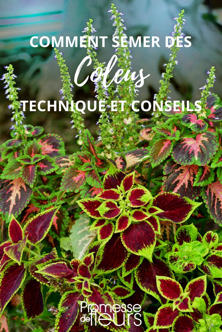 comment semer des coleus