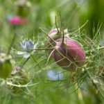 Comment semer des graines de Nigelle ?