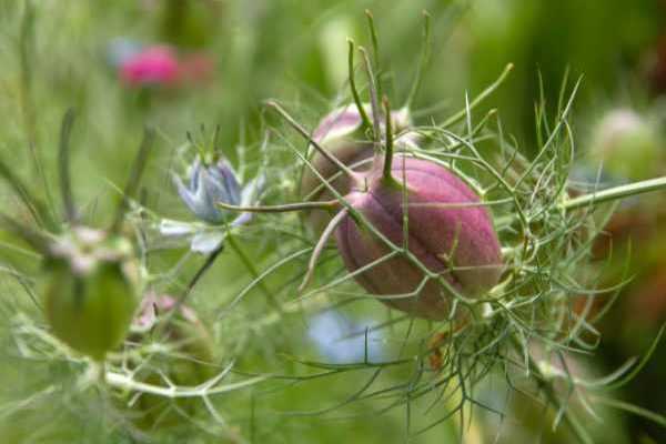 Comment semer des graines de Nigelle ?