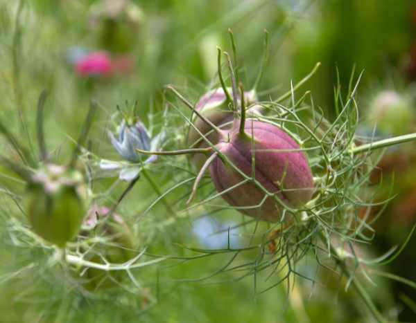 Comment semer des graines de Nigelle ? - Promesse de Fleurs