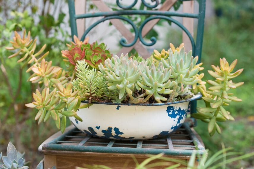 faire une composition de succulentes