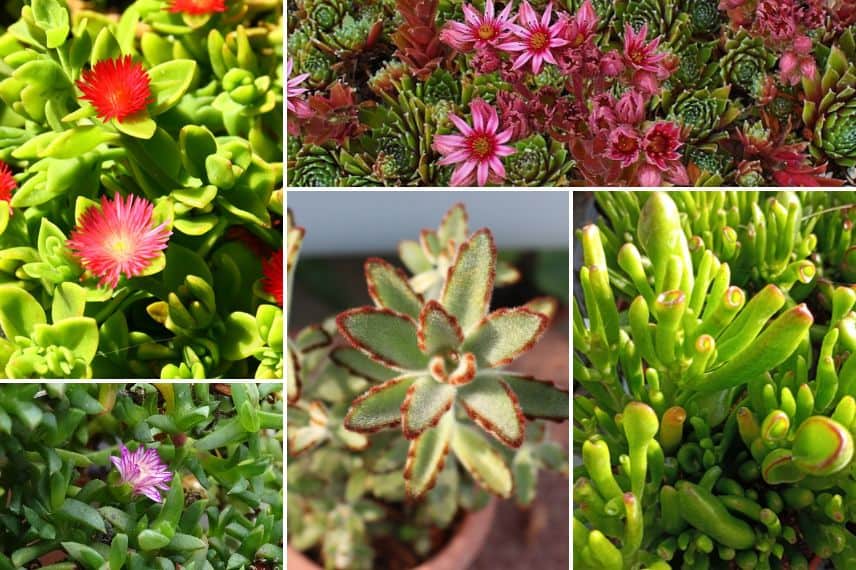 Aptenia cordifolia, Ruschia prostrata, Sempervivum Alpha, Kalanchoe tomentosa Crassula ovata 'Hobbit