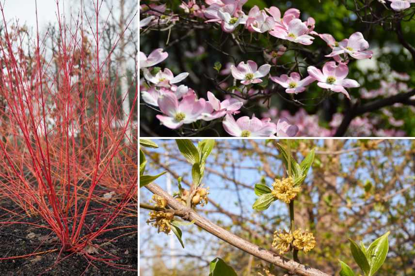 maladies et parasites cornus cornouillers