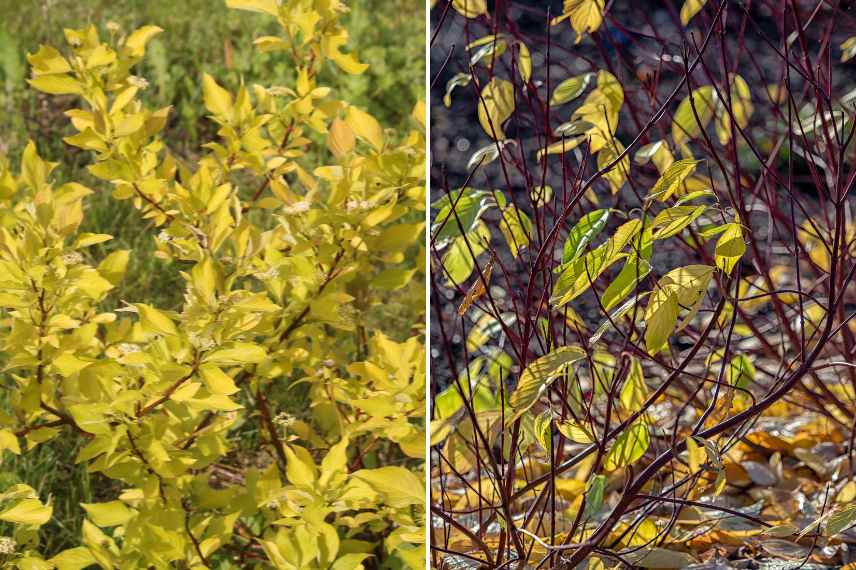 Cornus cornouiller les plus beaux feuillages, Cornouillers feuillages colores panaches