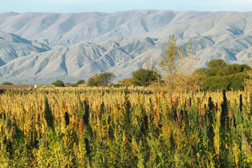 culture du quinoa