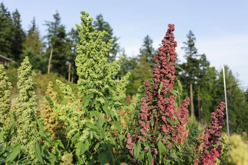 culture du quinoa