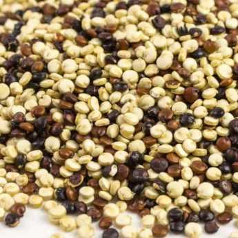 Cultiver du quinoa dans son potager