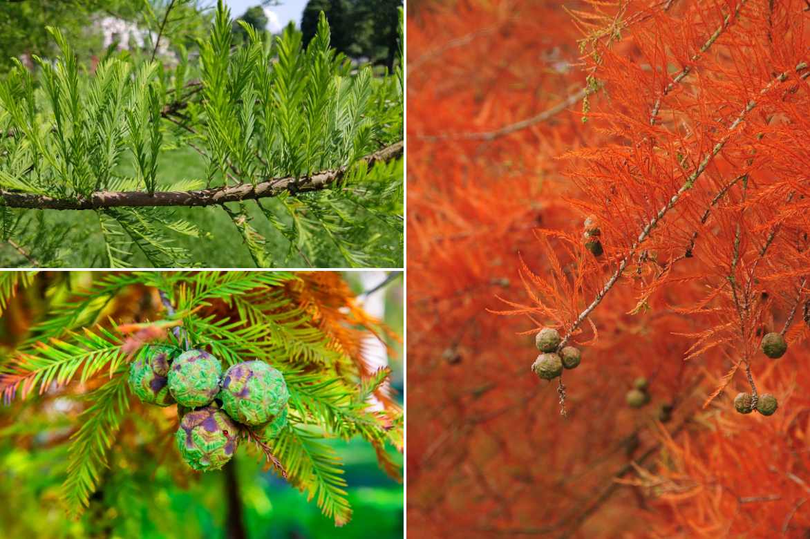 Taxodium plantation entretien culture, Cypres chauve