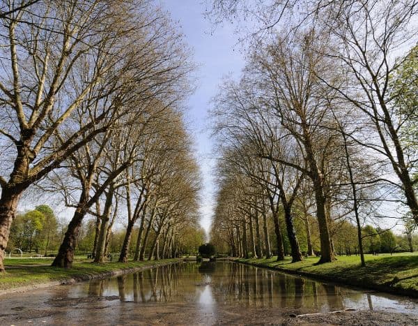 Tourisme végétal : des arbres remarquables à voir en Ile-de-France