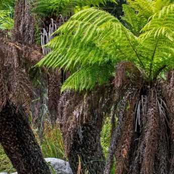 Comment déterminer la rusticité d'une plante ?